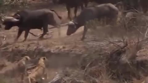 Lions vs bulls fighting for their lives..