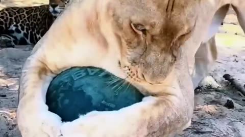 Pets lion fanny video