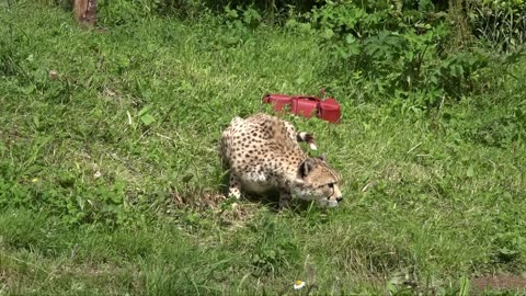 Dartmoor Zoo. Home of I bought a Zoo Sparkwell Plymouth Devon England Cheetah