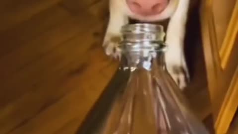 😂The End 🤣🤣 #funny #funnyvideos #animals #dog #cat #pet #viarl #foryou #fyp