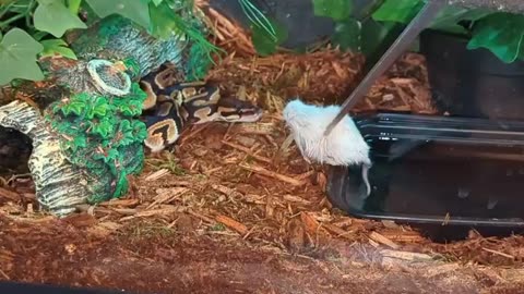 Royal Ball Python Is Picky