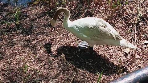 Swans nesting