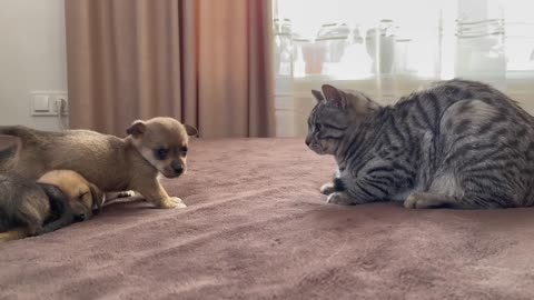 Funny Cat Reaction to Puppies (Kitty sees them for the First Time!)