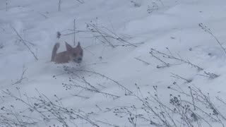 Prancing Through The Snow