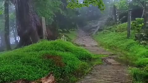 Nature View / summer rain, Rain weather