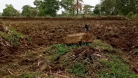 This black bird is searching for its fodder