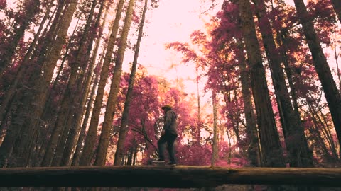 The Movement- Redwoodz