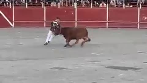 Funny cow video