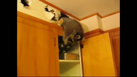 Funny Racoon #1 🤣🤣
