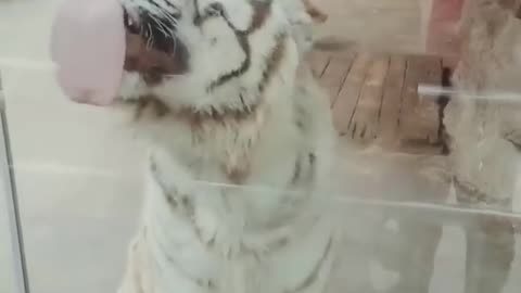 Animals Acting Funny