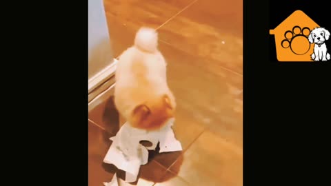 Cute Puppy playing with a tissue roll