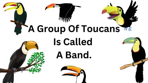 Discovering Toucans