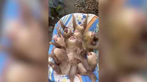 SLOTH-LY DOES IT: Baby Sloths Go On The Ride Of Their Lives