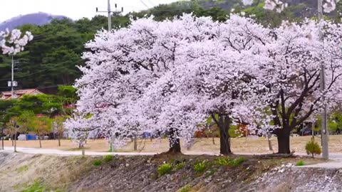 Cherry Blossom Serenity- Relaxing Music & 4K Video Tour