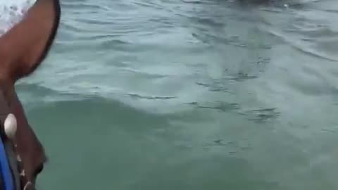 Dolphins checking out horses