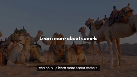 "Amazing Camel Facts: The Desert's Marvels" 🐫 | By Learn & Fun