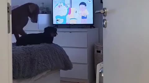 Dogs love cartoons too ❤️