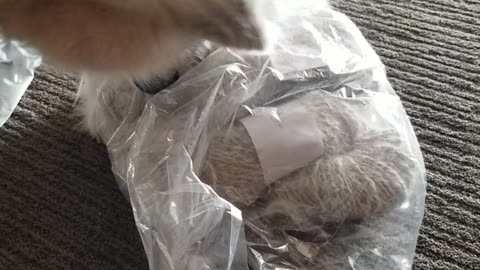 Great Pyrenees Sees Pyrenees Yarn for the First Time