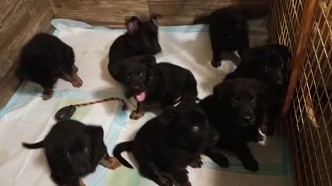Puppies on pause