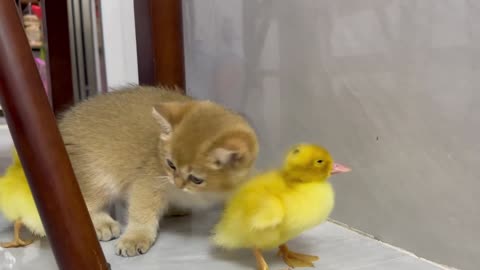 The kitten grew up playing with ducklings from a young age, it's super cute!