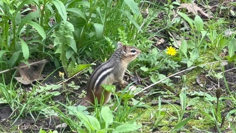 Chipmunk with Blue Jay chirping in the background