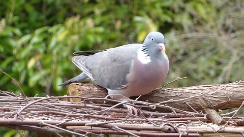 The common wood pigeon