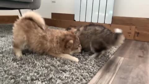 Best Bowtie Pomsky Love - Bandit & Butter Pomsky Brothers, Guess Who's Dominant One