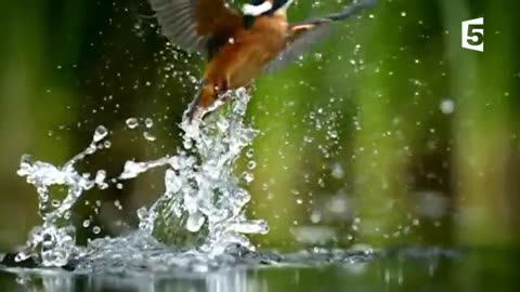 Amazing fishing kingfisher (slow motion)