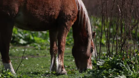 The Chincoteague pony,