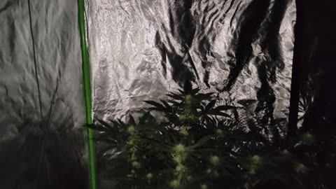 Week 7 Life Saver x Apples and Angels (Clones Ph2&3) Flush