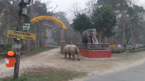 Rhino Attack on the street of Chitwan National park, Nepal | Rhino attack on the street |