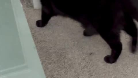Adopting a Cat from a Shelter Vlog - Cute Precious Piper Exits the Office #shorts