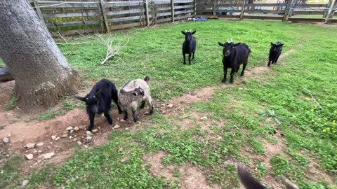 Our Pigmy/Nigerian Dwarf goats running around.