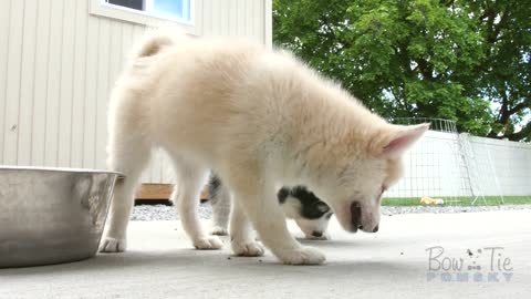 Best Bowtie Pomsky Love - My first Pomsky Puppies and addiction to this beautiful crossbreed