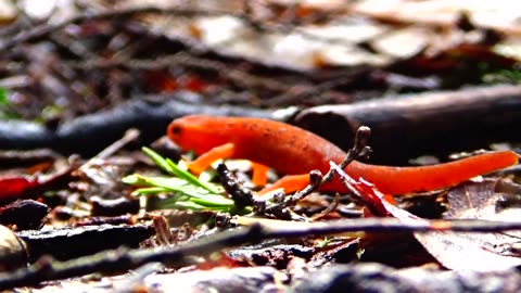 Eastern Newt