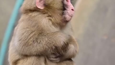 Cute Monkey Baby.