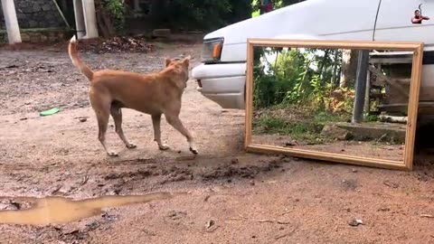 Try not Laugh Mirror Prank on Dog | Funny Prank video
