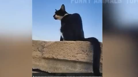 Dog funny video