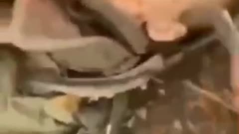 GRAPHIC 18+ Sickening footage of Ukrainian soldier torturing Russian soldier