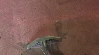 Amazing! Rental carpet cleaning!