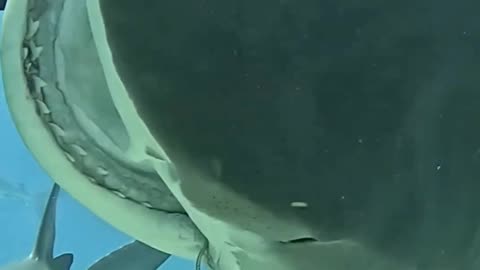 Tiger shark Bite | Shark Attack #trendingshorts #shortsfeed #shark #sharkweek #shorts