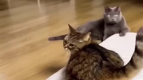 Cats fights