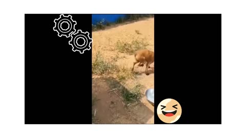 Funny animals video 😀 rumble videos 😆