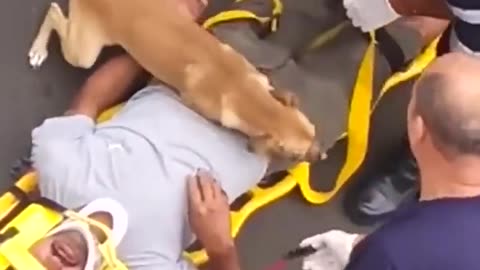 Nothing will stop this dog from protecting his owner
