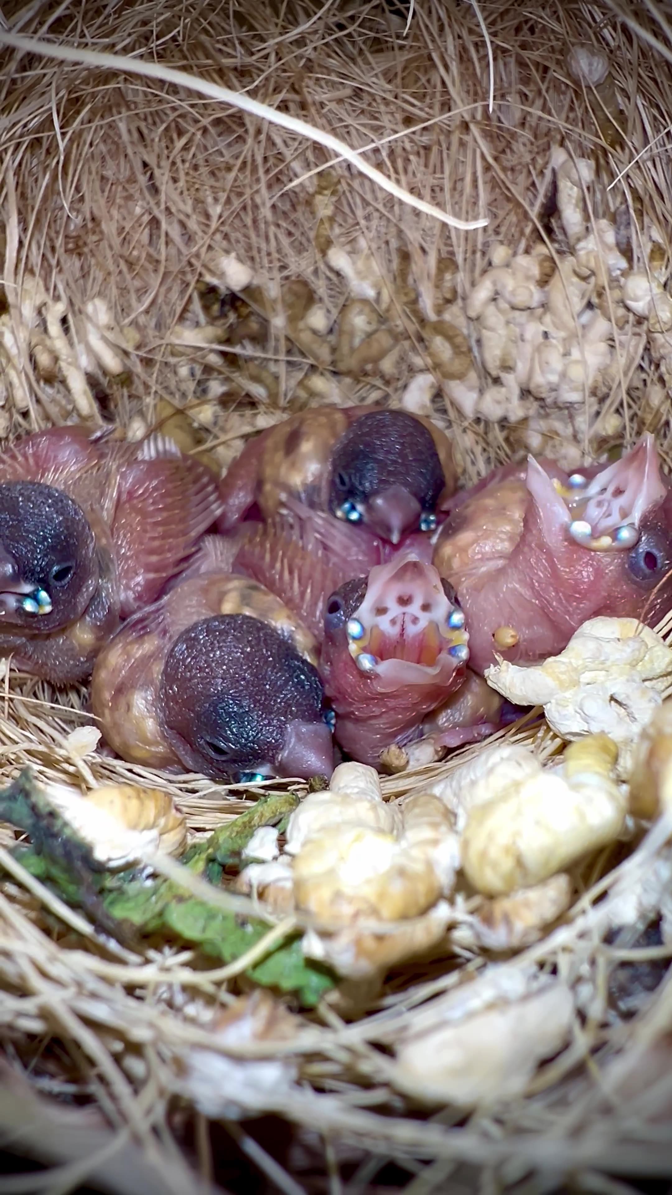 Gouldian Finch Chicks in Bird Nest