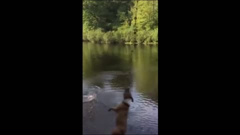 Not_to laugh "funny_halarious_animals_video