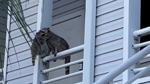 The Unknown Creature in The Ceiling Was a Big Momma Raccoon and Her Babies