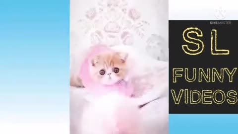 Innocent Dogs and Cute Kitten