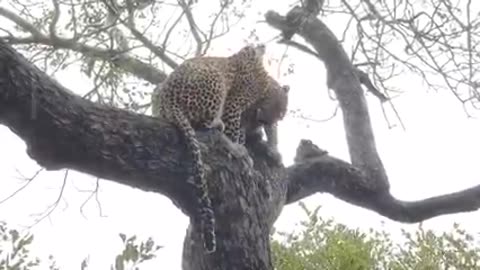 Female leopard Tiyani and her cub interacting, rainy weather