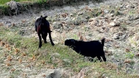 👉 Funny Goat Fight 😂 | Enjoy funny moment